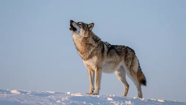 A gray wolf stands on a snow-covered ridge with its head tilted upward howling against a pale clear sky.