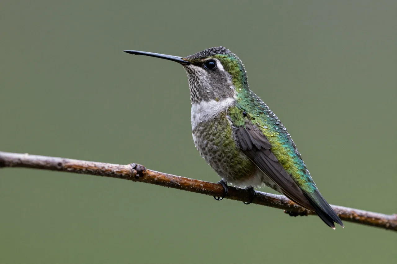 A hummingbird perched on a thin twig with water beaded on its iridescent green feathers.