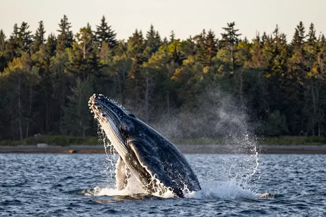 A humpback whale breaches from ocean water with spray, set against a forested shore at golden hour.