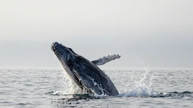A humpback whale breaches out of calm pale ocean water under a hazy misty morning sky