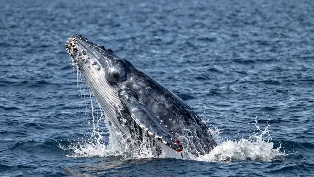 A humpback whale emerges vertically from deep blue ocean water with splashing waves.