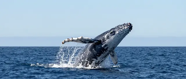A humpback whale partially breaches from deep blue ocean water under a clear pale blue sky.