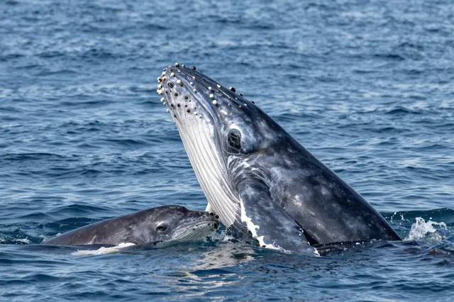 A humpback whale mother and her small calf surface side by side in bright blue open ocean water.