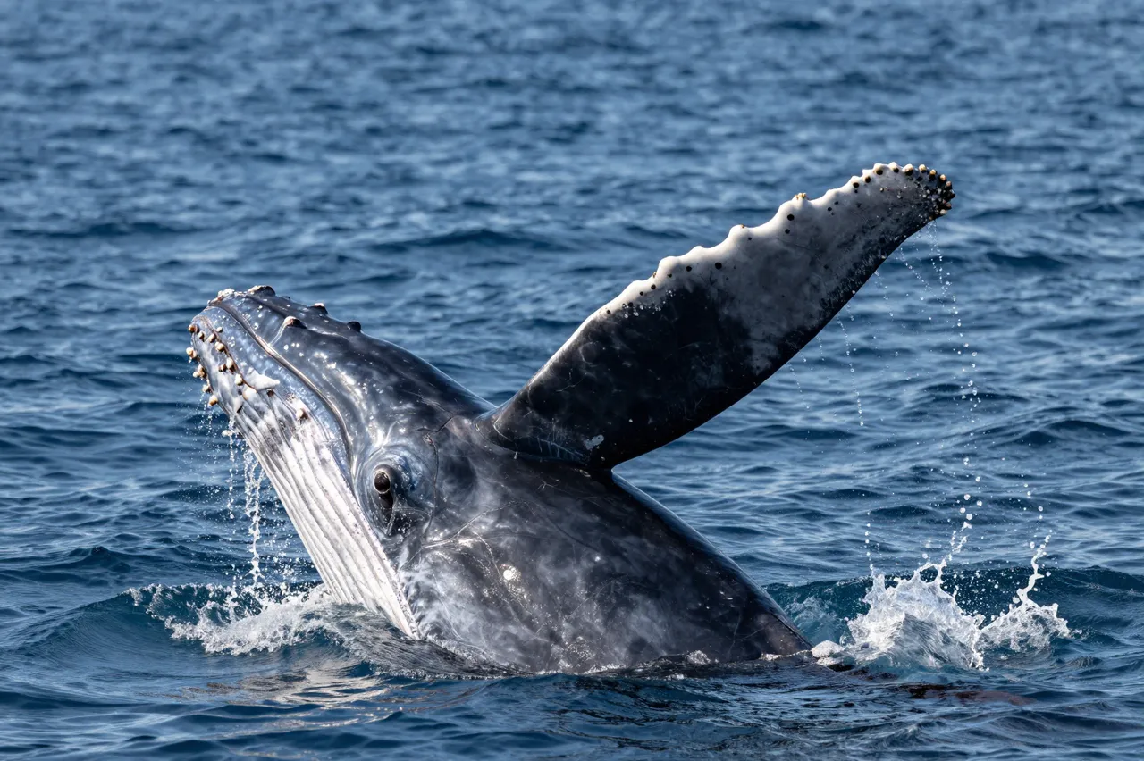A humpback whale lifts its barnacle-covered pectoral fin above rippling blue ocean water.