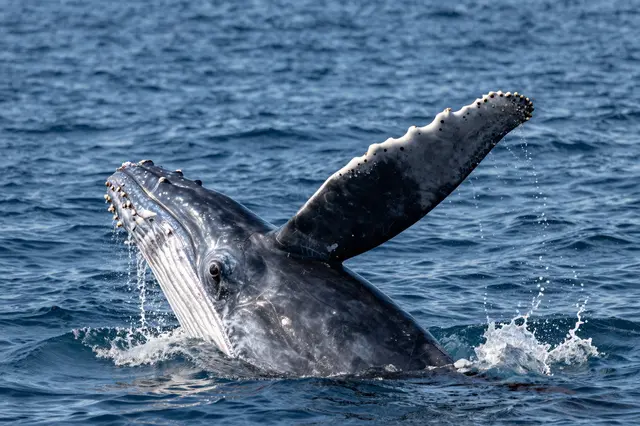 A humpback whale lifts its barnacle-covered pectoral fin above rippling blue ocean water.