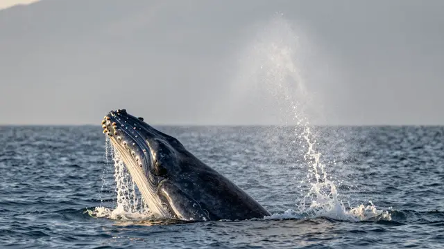 A humpback whale rises from the ocean, spouting water against a hazy sunrise coastal backdrop