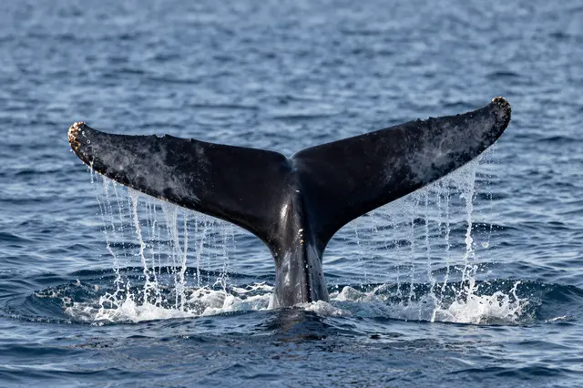 A humpback whale tail rises above the blue ocean surface with dripping water and splashing waves