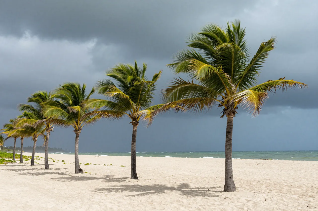Row of palm trees bending in strong wind on an empty sandy beach under dark storm clouds