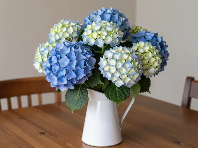 Blue and white mophead hydrangeas fill a white pitcher resting on a wooden farmhouse dining table