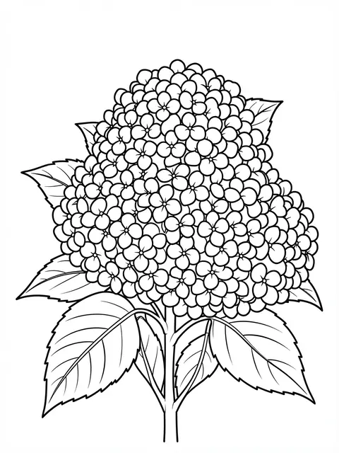 Black and white line drawing of a round hydrangea flower cluster with leaves on a plain white background