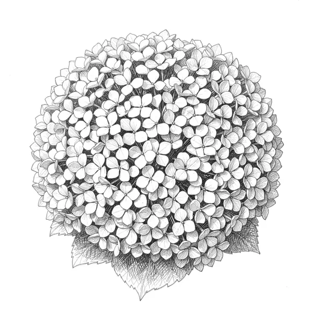 Detailed graphite pencil sketch of a round hydrangea flower head with fine hatching on plain white paper