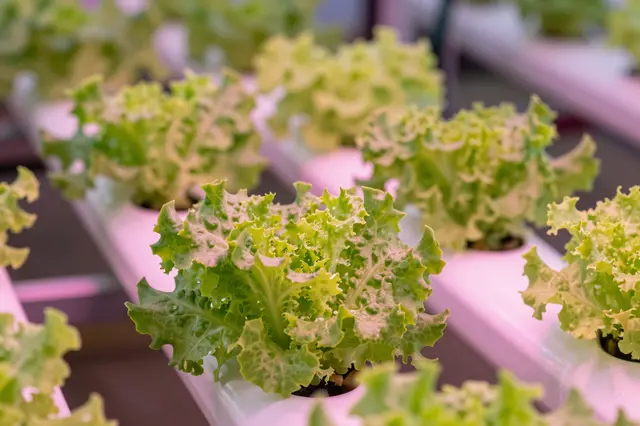 Fresh leaf lettuce grows in horizontal hydroponic trays lit by soft pink grow lights in an indoor vertical farm