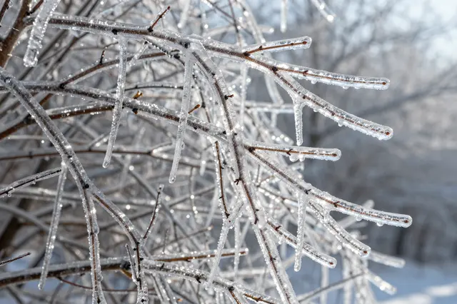 Sunlight catches clear ice encasing thin tree branches and hanging icicles after an ice storm