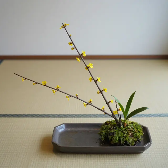 Minimalist ikebana arrangement of yellow flowering branches and moss in a flat ceramic tray resting on a tatami mat