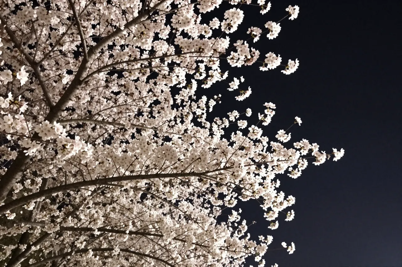 Backlit pale cherry blossom tree branches extend against a dark deep night sky