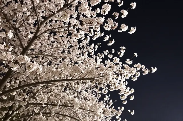 Backlit pale cherry blossom tree branches extend against a dark deep night sky