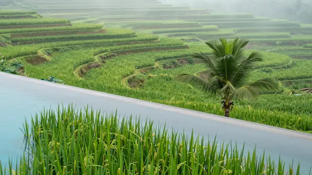 Infinity edge pool overlooks layered green rice terraces in soft morning mist with a small palm tree beside it
