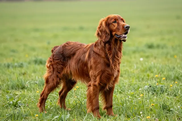 A fluffy red Irish setter stands alert in a sunlit grassy wildflower meadow.