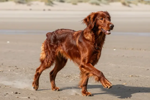 Glossy mahogany Irish Setter walks across a sunny sandy beach with flowing feathered coat.