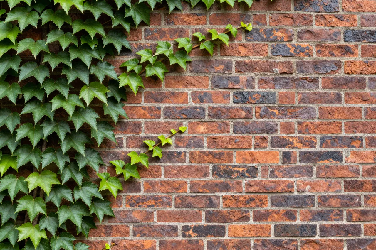 Green ivy vines climb across a weathered red and brown brick wall