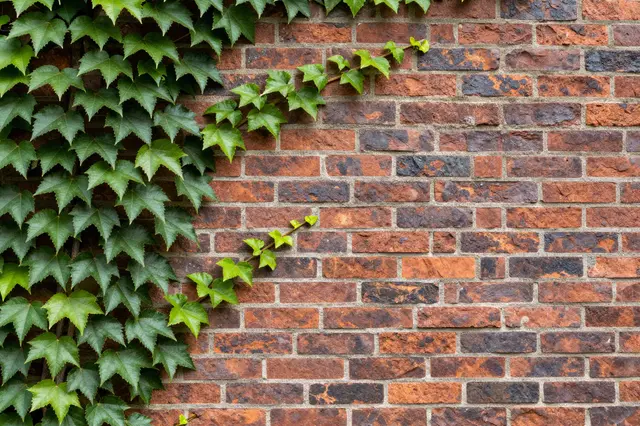 Green ivy vines climb across a weathered red and brown brick wall
