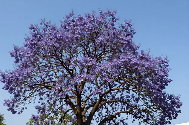 A jacaranda tree covered in dense purple flowers stands against a clear bright blue sky