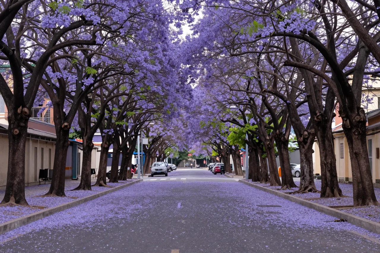 Blooming purple jacaranda trees arch over a quiet residential street covered in fallen petals