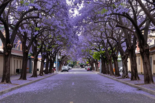 Blooming purple jacaranda trees arch over a quiet residential street covered in fallen petals