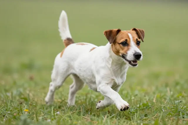 A white and brown Jack Russell terrier runs through sunlit green grass.