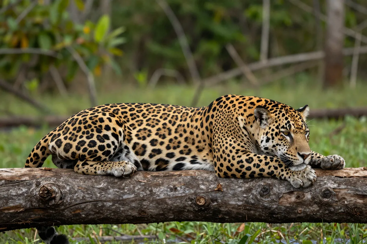 A relaxed jaguar rests stretched out across a weathered log in wetland woodland.