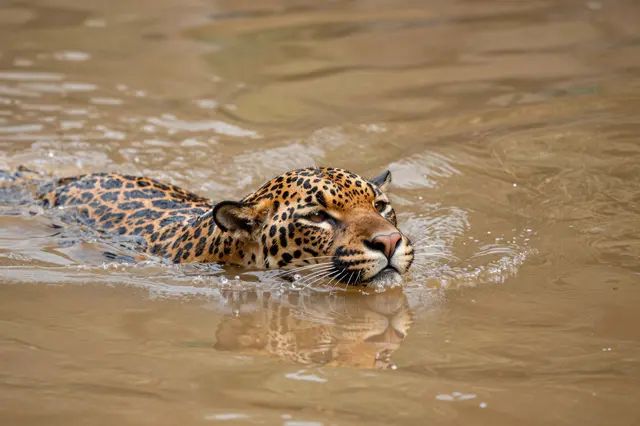 A jaguar swims through murky brown river water with only its head and upper shoulders above the surface