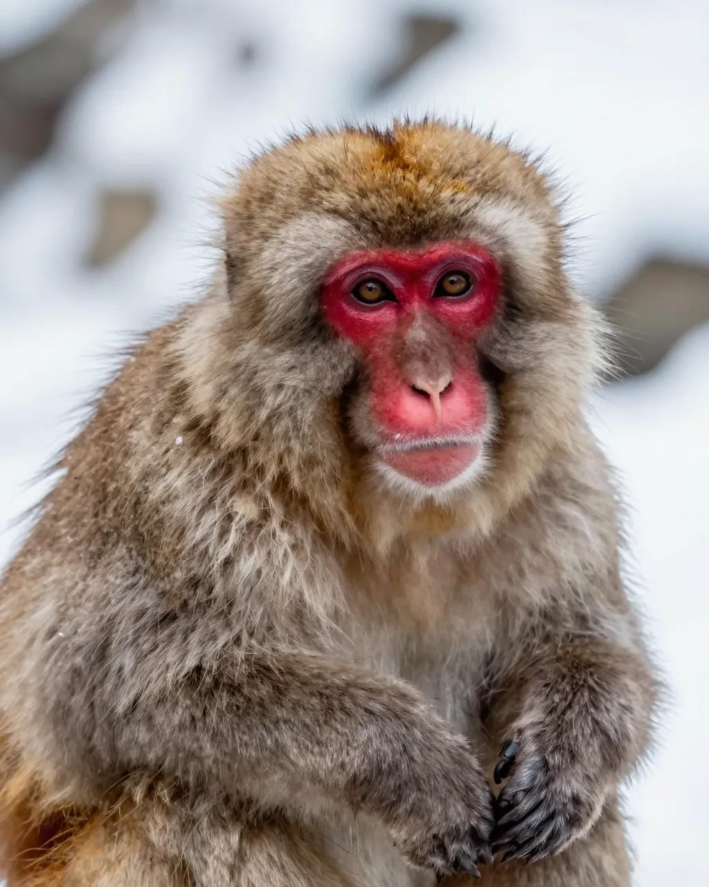 Close-up portrait of a Japanese macaque with a bright red face sitting in a snowy winter landscape