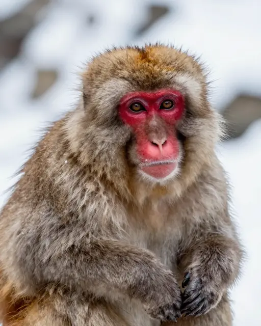 Close-up portrait of a Japanese macaque with a bright red face sitting in a snowy winter landscape