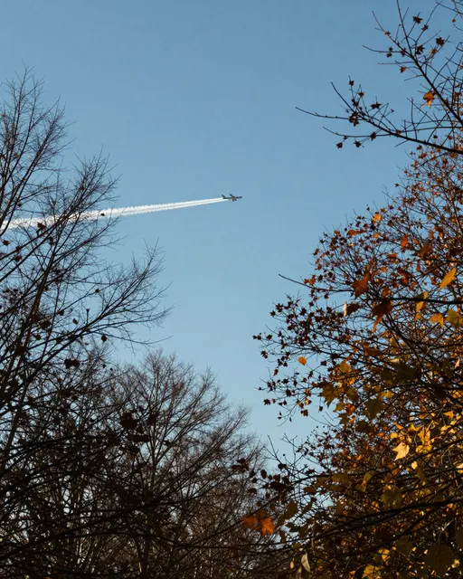 Looking up through autumn tree branches at a jet airplane leaving a contrail across a clear blue sky