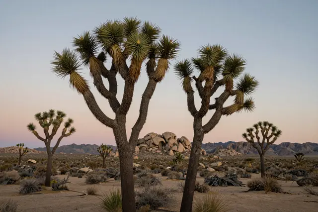 Joshua trees stand in a rocky high desert beneath a soft pastel dusk sky