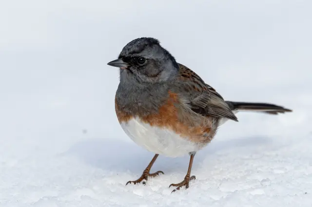A small dark-eyed songbird stands upright on bright fresh white snow