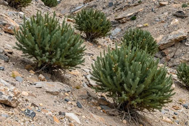 Dense twisted juniper shrubs grow scattered across a sloped rocky arid desert ridge