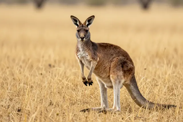 A kangaroo stands alert facing the camera in tall golden dry outback grass