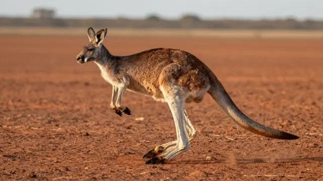 A red kangaroo mid-hop across a dry red outback plain during warm sunrise light
