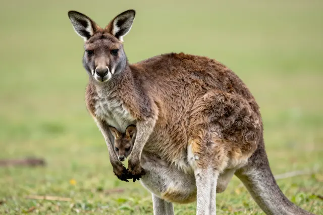 An adult kangaroo stands in a grassy field with a tiny joey peeking out from its pouch.