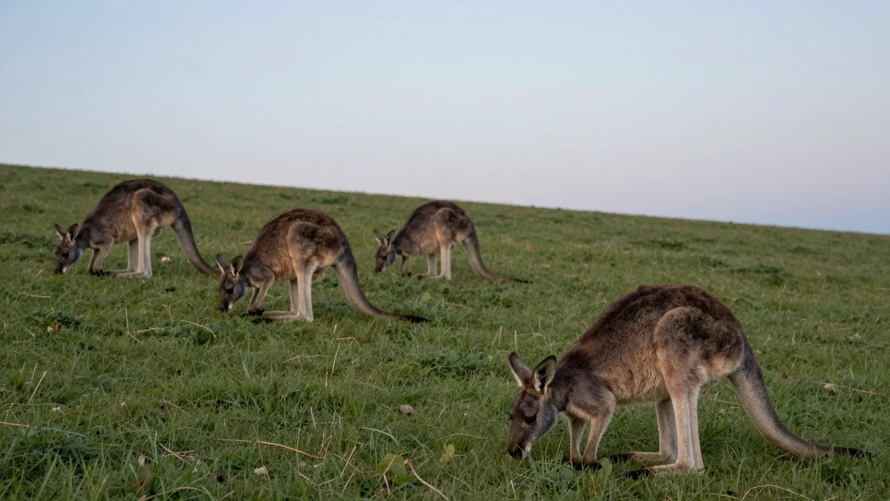 Four eastern grey kangaroos graze peacefully on a grassy hillside under a pale dusk sky