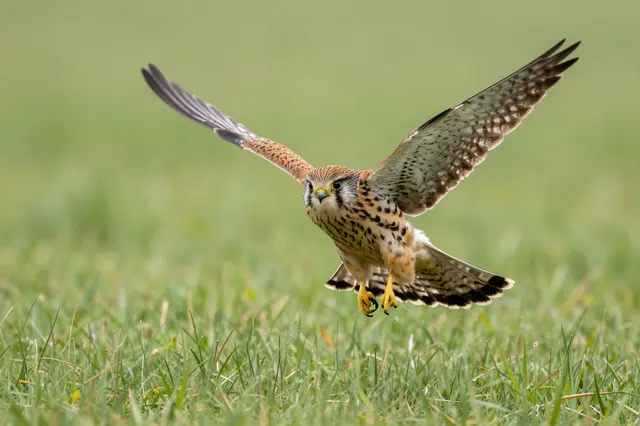 A common kestrel with spread wings and fanned tail hovers low above a grassy meadow, facing the camera.
