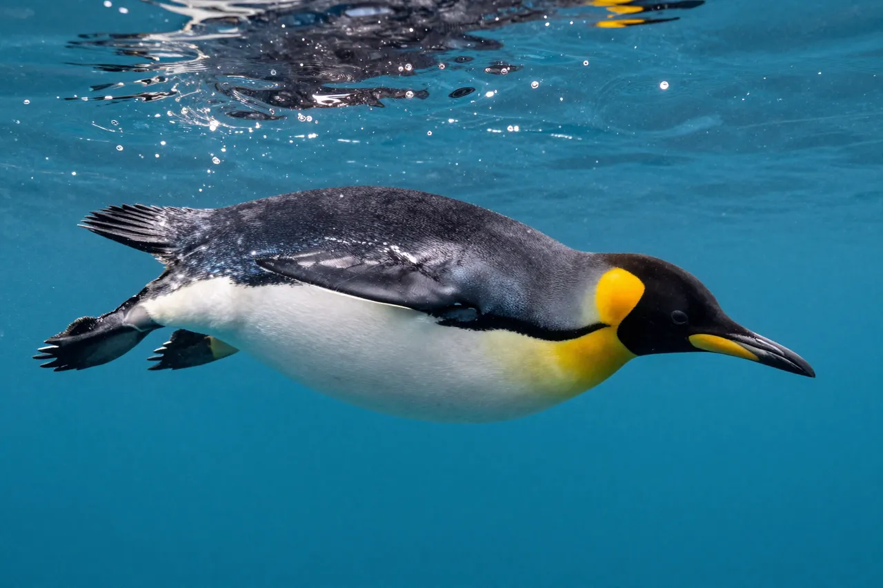 A king penguin swims horizontally through clear bright blue water just below the surface.
