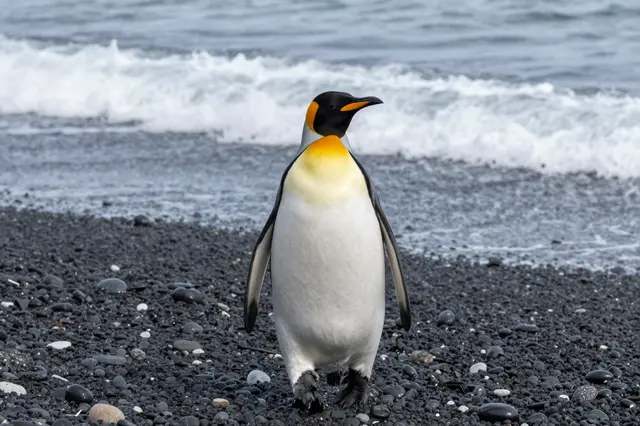 A king penguin walks across a black pebble beach with foamy ocean waves behind it