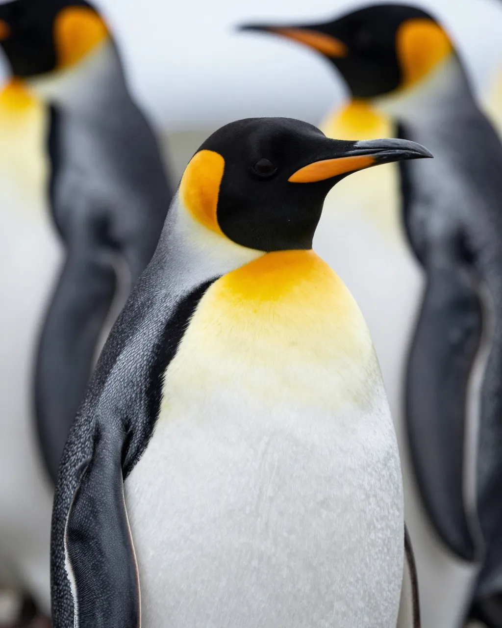 Sharp close-up king penguin with orange ear patches stands in front of two blurred conspecifics