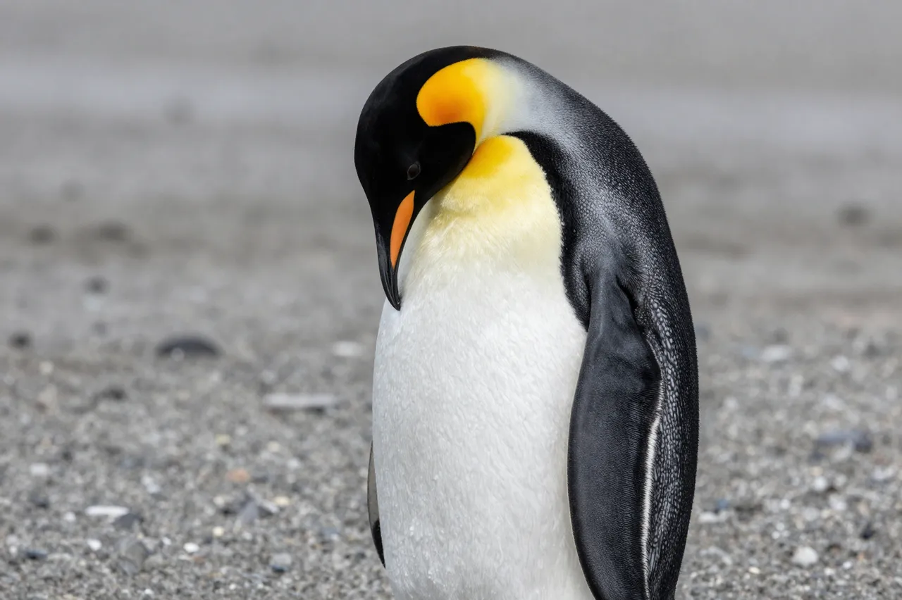 Side view of a king penguin bowing its head to preen its white chest feathers on a pebbly beach