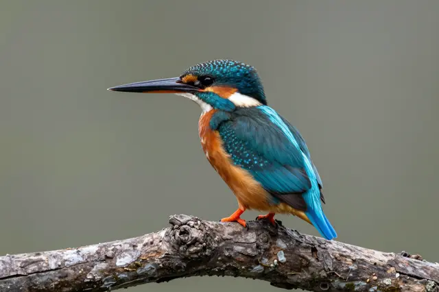 A colorful teal and orange kingfisher perched on a gnarled dead wood branch against a soft blurred background