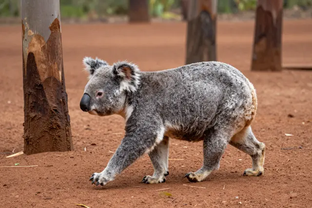 Side view of a woolly gray koala walking on all fours across red dirt between eucalyptus tree trunks