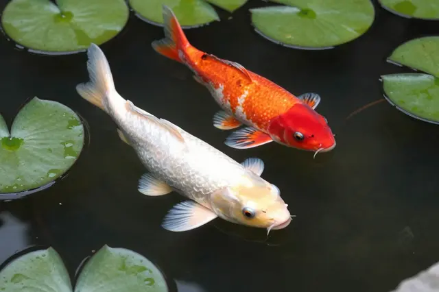 Two red and white koi fish swim in a dark garden pond dotted with green lily pads