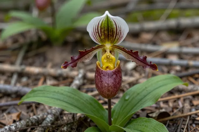 Close-up of a patterned lady slipper orchid growing from a twig-strewn damp forest floor